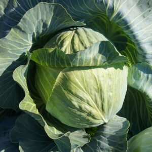 капуста_эластор