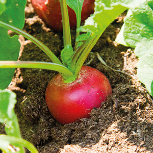 Редис - Шалғам