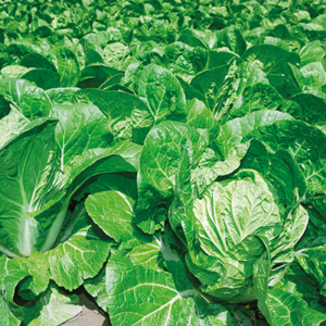 Пекинская капуста - Пекин қырыққабаттар