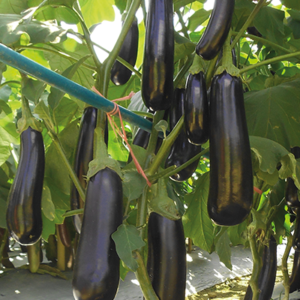 Баклажан - Баялдылар