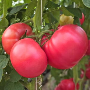 Индетерминантные - Индетерминантты