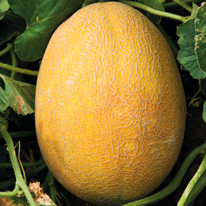 Дыня - Қауындар