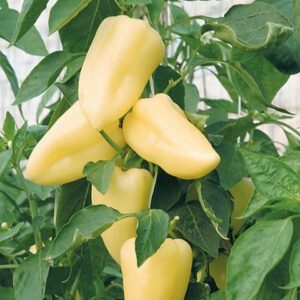 Перцы сладкие - Тәтті бұрыштар