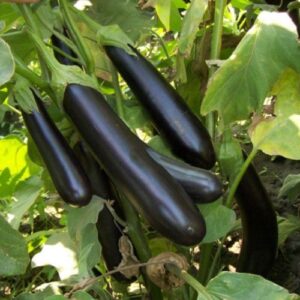 Баклажан - Баялдылар