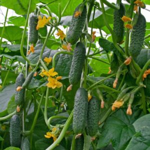 Огурцы - Қиярлар